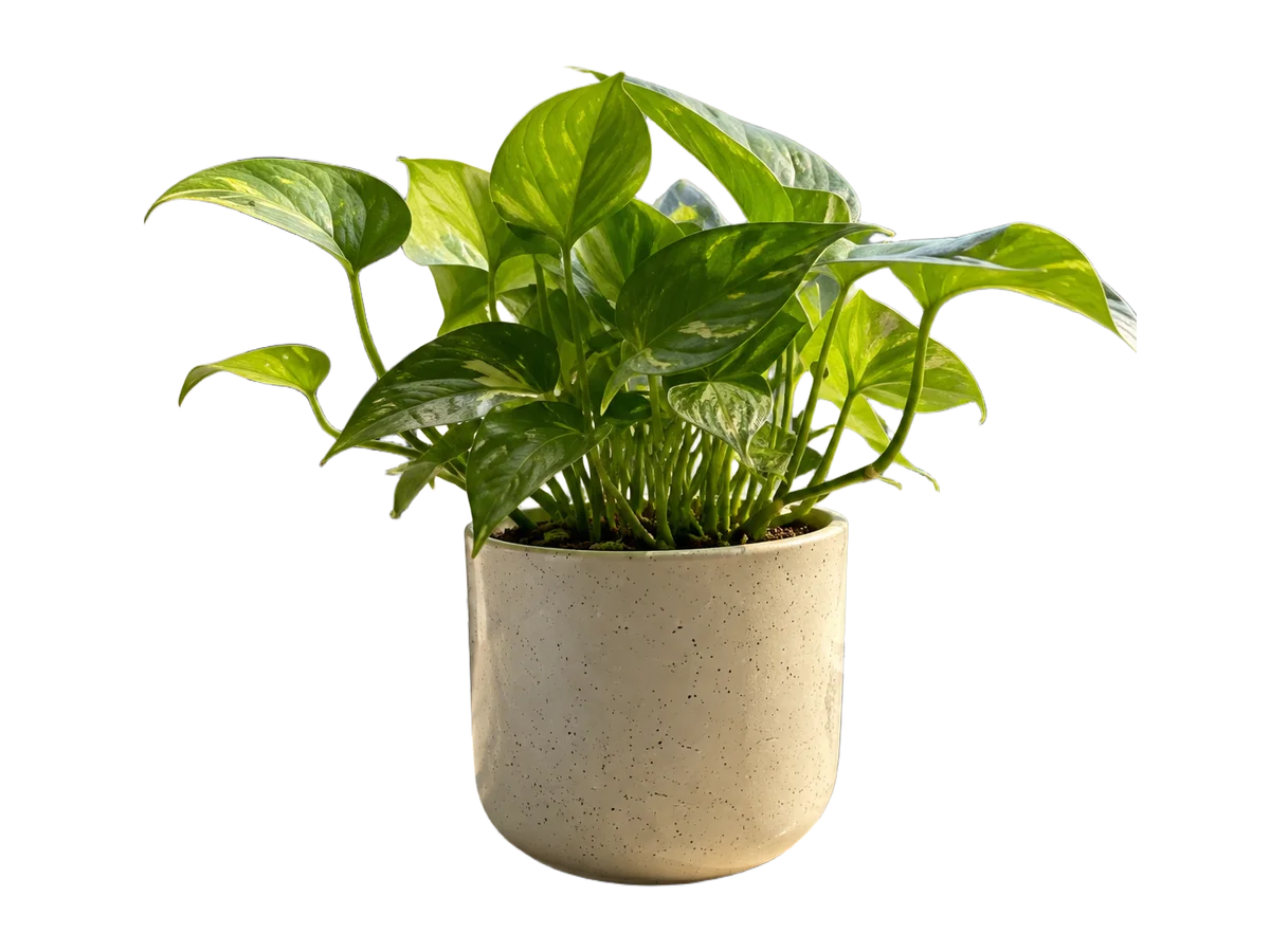 A potted pothos plant on a sunny windowsill — background removed